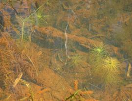   Eriocaulon  sp., submersed; photo: S.L. Winterton 