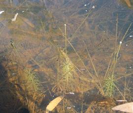   Eriocaulon  sp. emersed flower heads; photo: S.L. Winterton 