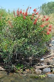   Erythrina crista-galli , emersed; photo: S.L. Winterton 