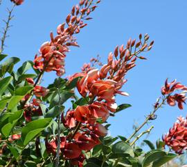   Erythrina crista-galli  inflorescence; photo: S.L. Winterton 