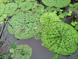   Euryale ferox  floating leaves; photo: S.L. Winterton 