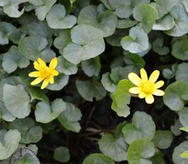   Ficaria verna  flowers; photo: S.L. Winterton 