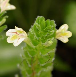   Fittonia albivenis  flower; photo: S.L. Winterton 