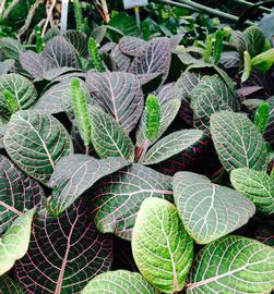   Fittonia albivenis  leaves and inflorescences; photo: S.L. Winterton 