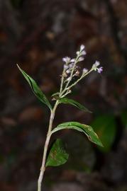   Floscopa scandens  inflorescence; photo © Anurag N. Sharma 