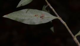   Floscopa scandens  leaf; photo © Anurag N. Sharma 