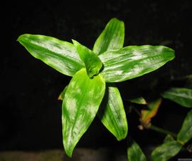   Floscopa scandens  leaves; photo © Heiko Muth 