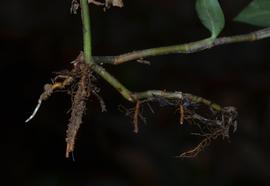  Floscopa scandens  roots; photo © Anurag N. Sharma