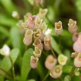   Glossostigma diandrum  flowers; photo: S.L. Winterton 