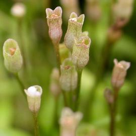   Glossostigma diandrum  flowers; photo: S.L. Winterton 