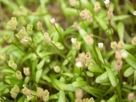   Glossostigma diandrum  flowers; photo: S.L. Winterton 