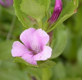   Gratiola pubescens  flower; photo: S.L. Winterton 