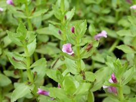   Gratiola pubescens  inflorescence; photo: S.L. Winterton 