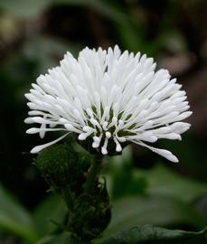   Gymnocoronis spilanthoides  flower head; photo: S.L. Winterton 