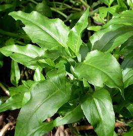   Gymnocoronis spilanthoides  leaves; photo: S.L. Winterton 