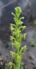   Habenaria repens  inflorescence; photo: S.L. Winterton 