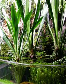   Hanguana malayana  in aquarium, emersed; photo: S.L. Winterton 