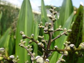   Hanguana malayana  flowers; photo © www.NatureLoveYou.sg 