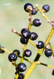  Hanguana malayana  fruit; photo © Centre for Australian National Biodiversity Research