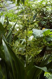   Hanguana malayana  inflorescence; photo © M. Fagg, Australian National Botanic Gardens 