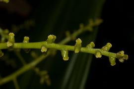   Hanguana malayana  naked flowers; photo © M. Fagg, Australian National Botanic Gardens 