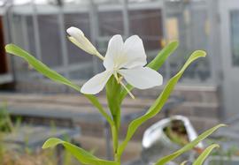   Hedychium coronarium  flower; photo: S.L. Winterton 