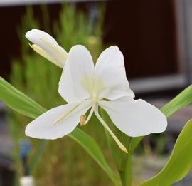   Hedychium coronarium  flower; photo: S.L. Winterton 