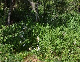   Hedychium coronarium ; photo: S.L. Winterton 