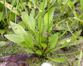   Helanthium bolivianum , emersed; photo: S.L. Winterton 