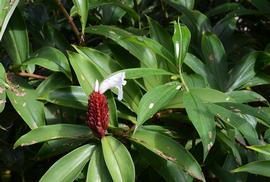   Hellenia speciosa ; photo: S.L. Winterton 