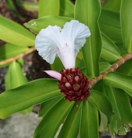   Hellenia speciosa  spike and one flower; photo: S.L. Winterton 