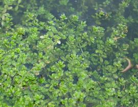   Hemianthus callitrichoides , submersed and emersed; photo: S.L. Winterton 