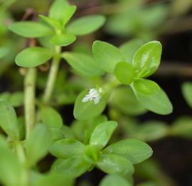   Hemianthus glomeratus  flower; photo: S.L. Winterton 