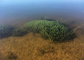   Hemianthus glomeratus , submersed; photo: S.L. Winterton 