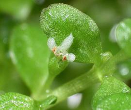   Hemianthus callitrichoides  flower; photo: S.L. Winterton 