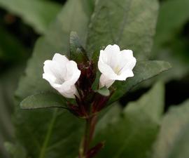   Hemigraphis alternata  flowers; photo: S.L. Winterton 