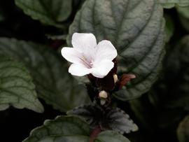   Hemigraphis colorata  flower; photo: S.L. Winterton 