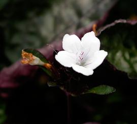   Hemigraphis colorata  'Exotica' flower; photo: S.L. Winterton 