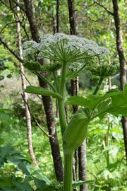   Heracleum maximum  inflorescence; photo: S.L. Winterton 