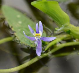   Heteranthera rotundifolia  flower; photo: S.L. Winterton 