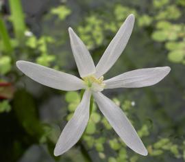   Heteranthera limosa  flower; photo: S.L. Winterton 