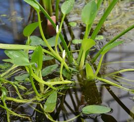   Heteranthera limosa , emersed; photo: S.L. Winterton 