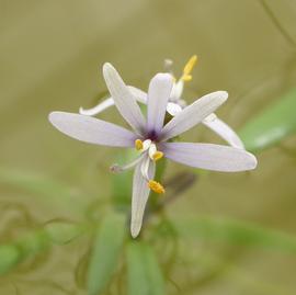   Heteranthera zosterifolia  flower; photo: S.L. Winterton 