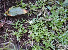   Heteranthera zosterifolia , emersed; photo: S.L. Winterton 