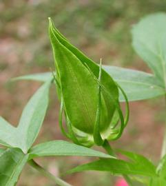   Hibiscus coccineus  flower bud; photo: S.L. Winterton 