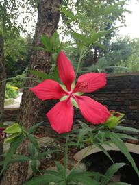   Hibiscus coccineus  flower; photo: S.L. Winterton 