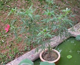   Hibiscus coccineus , emersed; photo: S.L. Winterton 