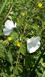   Hibiscus lasiocarpos  var.  occidentalis  inflorescence; photo: S.L. Winterton 