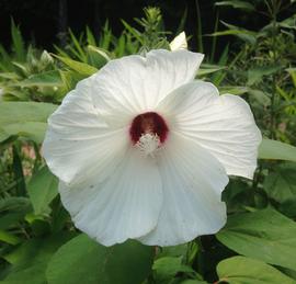   Hibiscus moscheutos  flower; photo: S.L. Winterton 