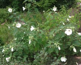   Hibiscus moscheutos ; photo: S.L. Winterton 